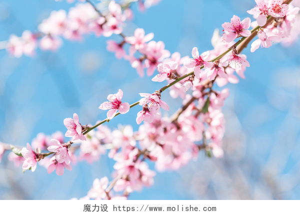 春气盎然的季节里开着的桃花美丽盛开的桃树在春天的阳光明媚的一天。柔和的焦点, 自然模糊